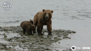 bear,grizzly bear,sleepy bear,cute,animal,bbc,bbc one,furry,wildlife,alaska,alaska live,bear cub,skill