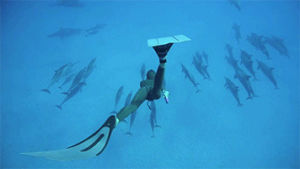 free diving,dolphins,diving,animals,ocean,sea,underwater