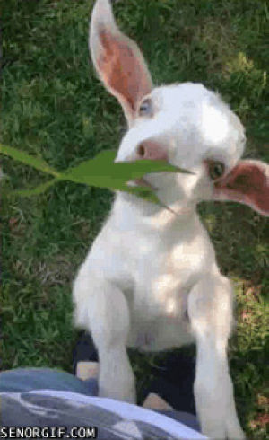 goat,goats,leaves