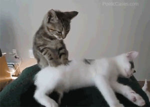cat,relax,massage