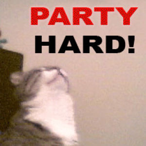 cat,party hard,party cat,jammin