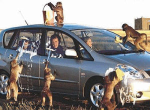 monkey,wash,car