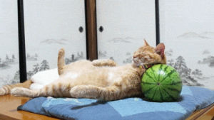 sleepy,cat,watermelon,pillow