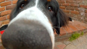 smelling,bernese mountain dog,nose,lens