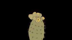 cactus,animation,art,flowers,2d,bloom