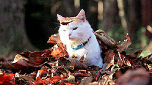 autumn,cat,animals,leaves