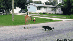 deer,cat,nervous,around