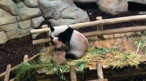 baby,panda,playing,eyebleach
