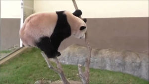 falling,panda,tree,out,videos,pics