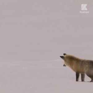 snow,wait,foxes