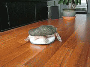 animals,turtle,crawling,in a hurry,turtle cuteness