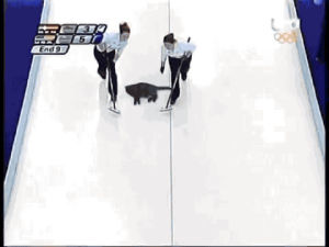 curling,cat,part,olympic,very important scenes