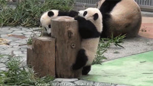 video,panda,siz
