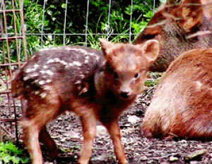 deer,animals,baby,walking,pudu