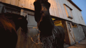 cinemagraph,horse,oc,hay