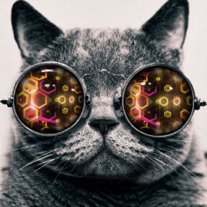 pat myself on the back,cat,motion graphics,goggles,russian blue,i like cats,hypno cat,tough day,enminem,kevin coakley,mike mo capaldi,manobras,myphoto