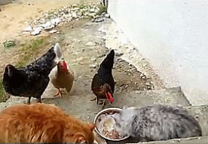 animals being jerks,chicken,cat,food