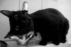 cat,black,faucet