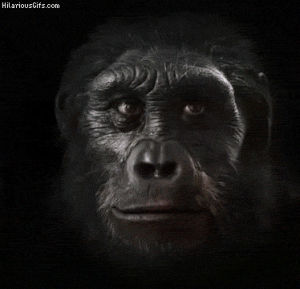 monkey typewriter gif