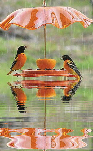 birds,rainy,enjoy,season