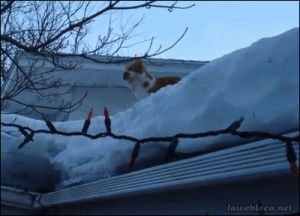 snow,cat,fail