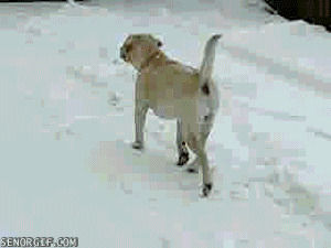 dog,snow,dogs