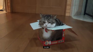cute cat,sleepy kitty,nap time,cat in a box,improvise