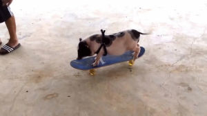 pig,skateboard,learning