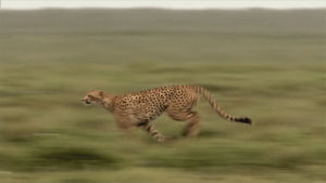 running,animals,nature,fast,cheetah,dark love