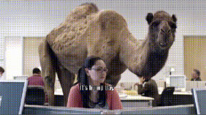 hump day,camel,humpday,day,commercial,wednesday,guess
