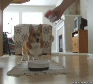 dog,excited,happy,food