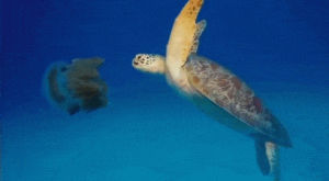 turtle,sea