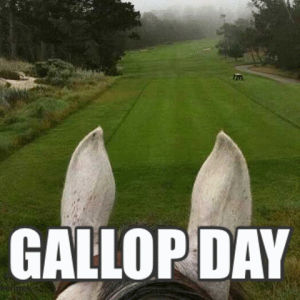 horse,golf course