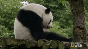 nat geo wild,panda,cute,bored,pandas,mission critical