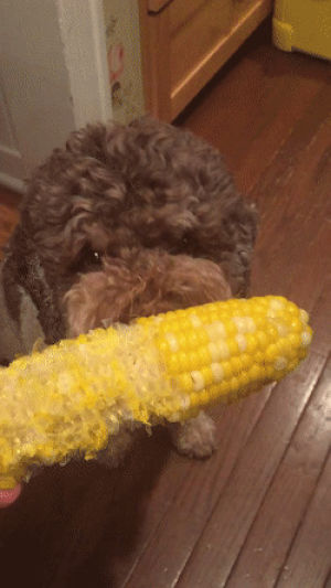 eat,dog,corn,cob,attempts