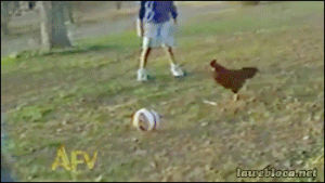 soccer,chicken