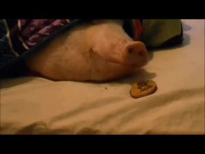pig,cookie,wakes