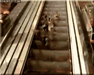 escalator,animals,exercise,birds,ducks,hopping