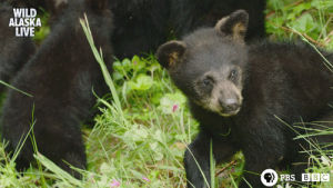 bear,wildlife,sleepy bear,grizzly bear,bear cub,cute,animal,bbc,bbc one,furry,alaska,alaska live,skill
