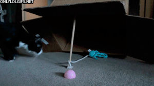 cat,animals,ball,playing
