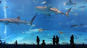 aquarium,water,world,whoa,tanks,gallons