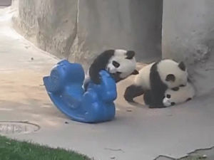 panda,cubs