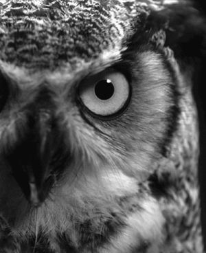 owl,black and white,bird,eye,animals,art,staring,close up,partial face