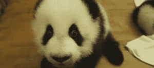 smile,panda,baby panda,panda cub,most adorable thing ever