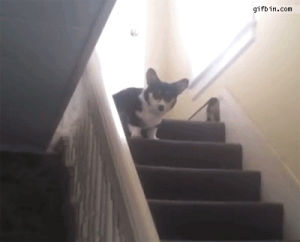 corgi,stairs,hop