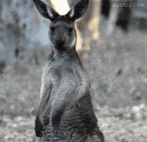 kangaroo,shred