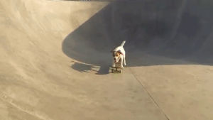 skateboarding,dog,win,loves,uggie