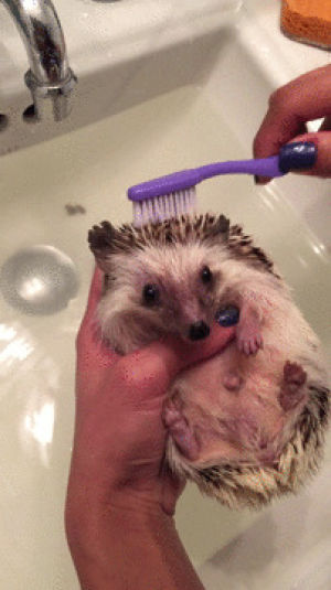 hedgehog,clean