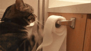 toilet paper,cat,animals,amazing,kitten,unrolling,rosin