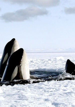 killer whale,nature,animal,all,whale,frozen planet